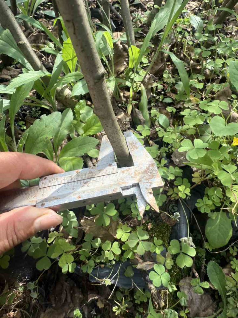 苹果苗苹果苗袋苗容器苗红露苹果苗红富士苹果苗