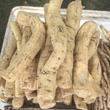 海南热带森林区野生牛大力一手货源长期供应空运发货