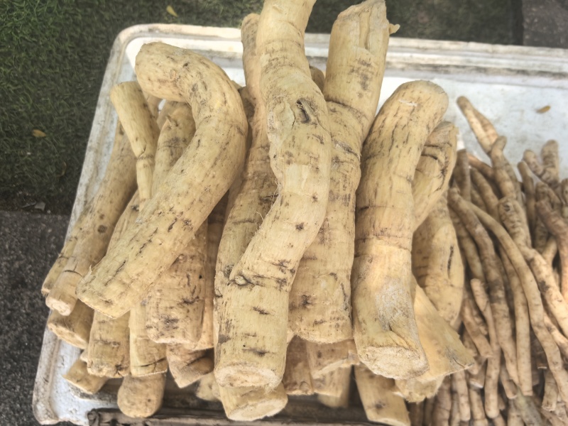 海南热带森林区野生牛大力一手货源长期供应空运发货