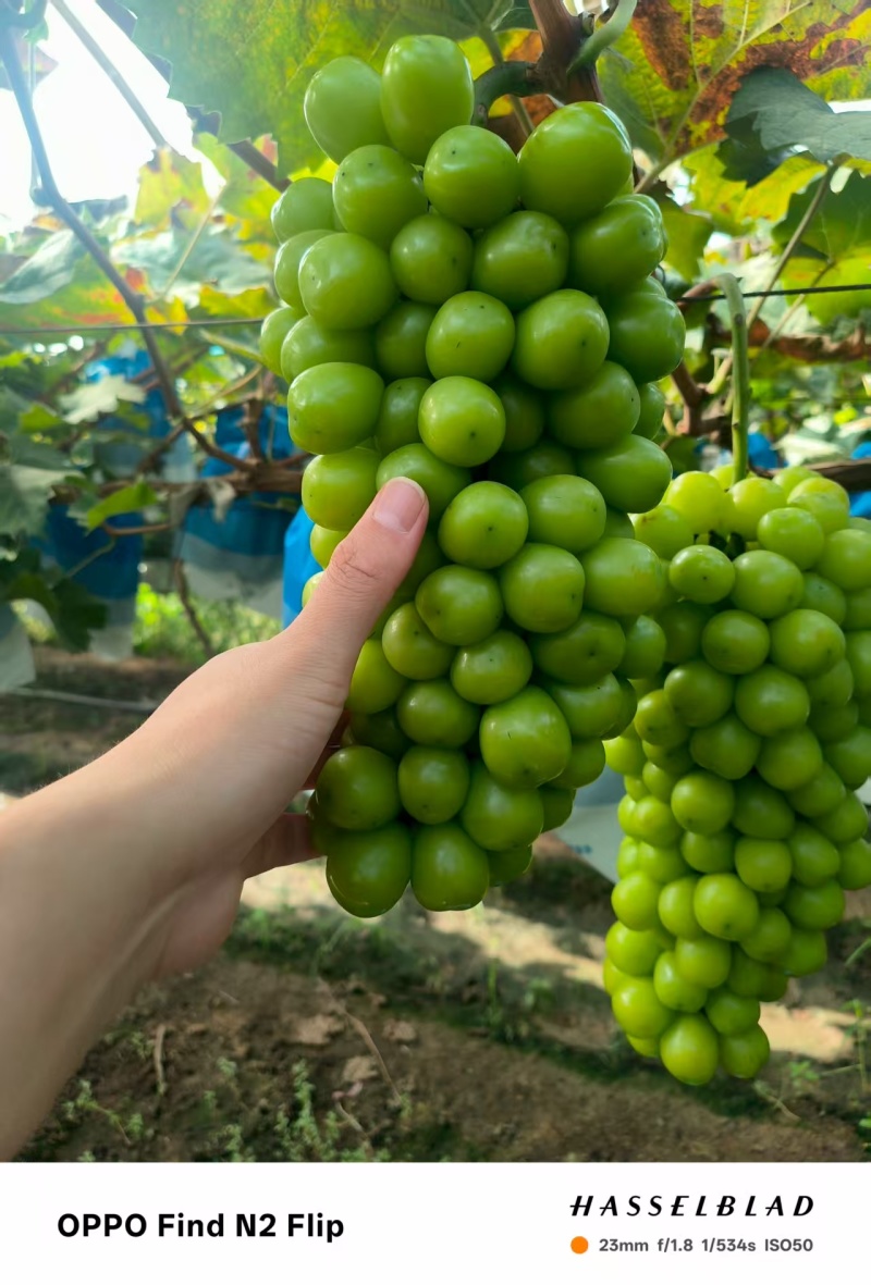 阳光玫瑰一级果