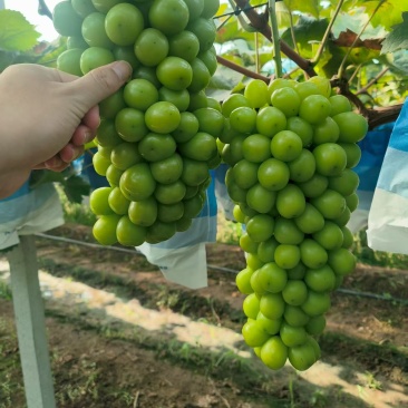 阳光玫瑰一级果