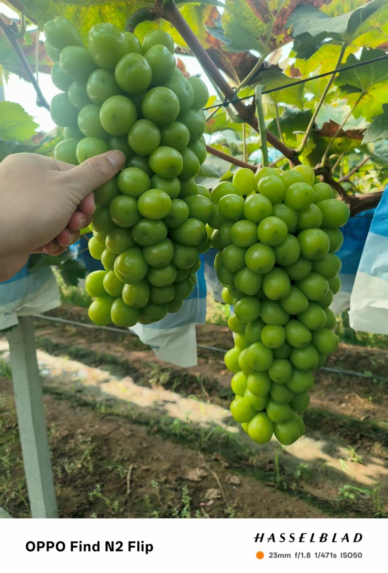 阳光玫瑰一级果
