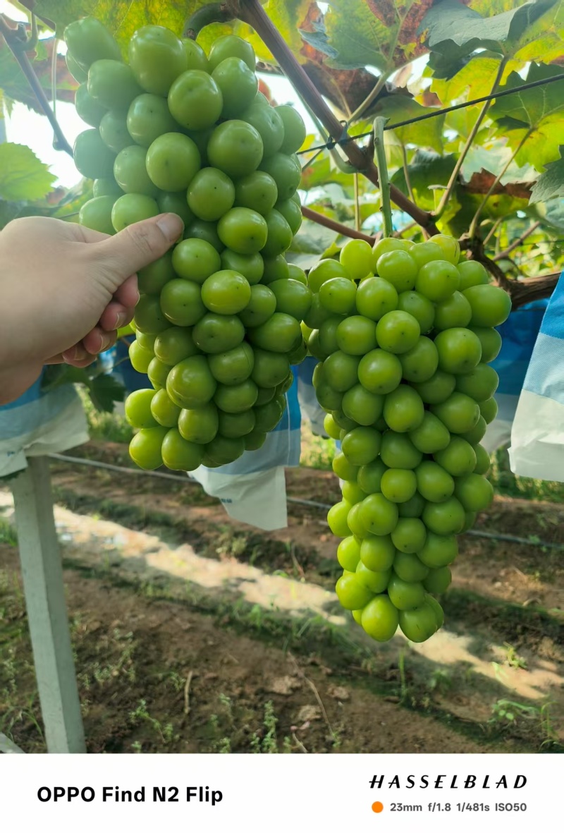 阳光玫瑰一级果