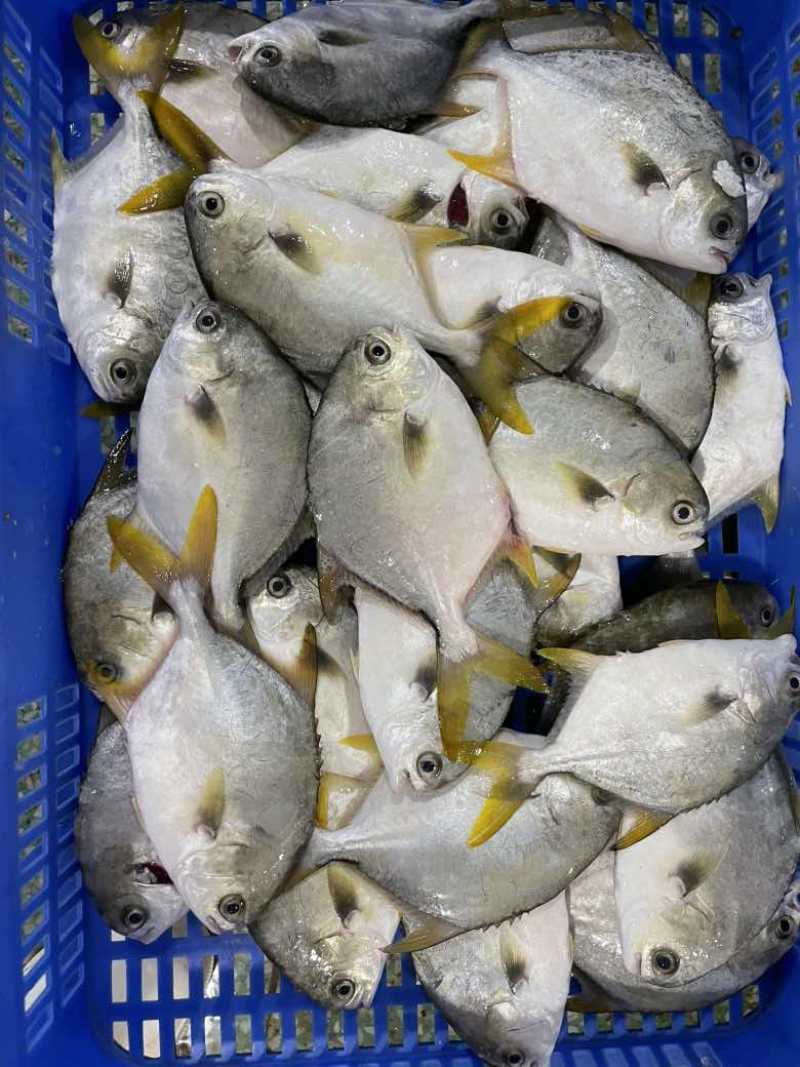 鲜品金鲳鱼，全规格哈