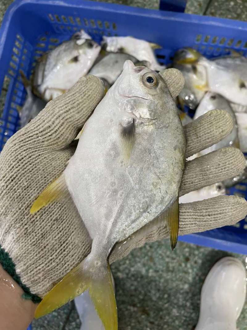 鲜品金鲳鱼，全规格哈