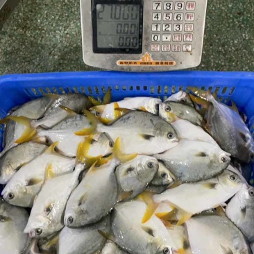 鲜品金鲳鱼，全规格哈