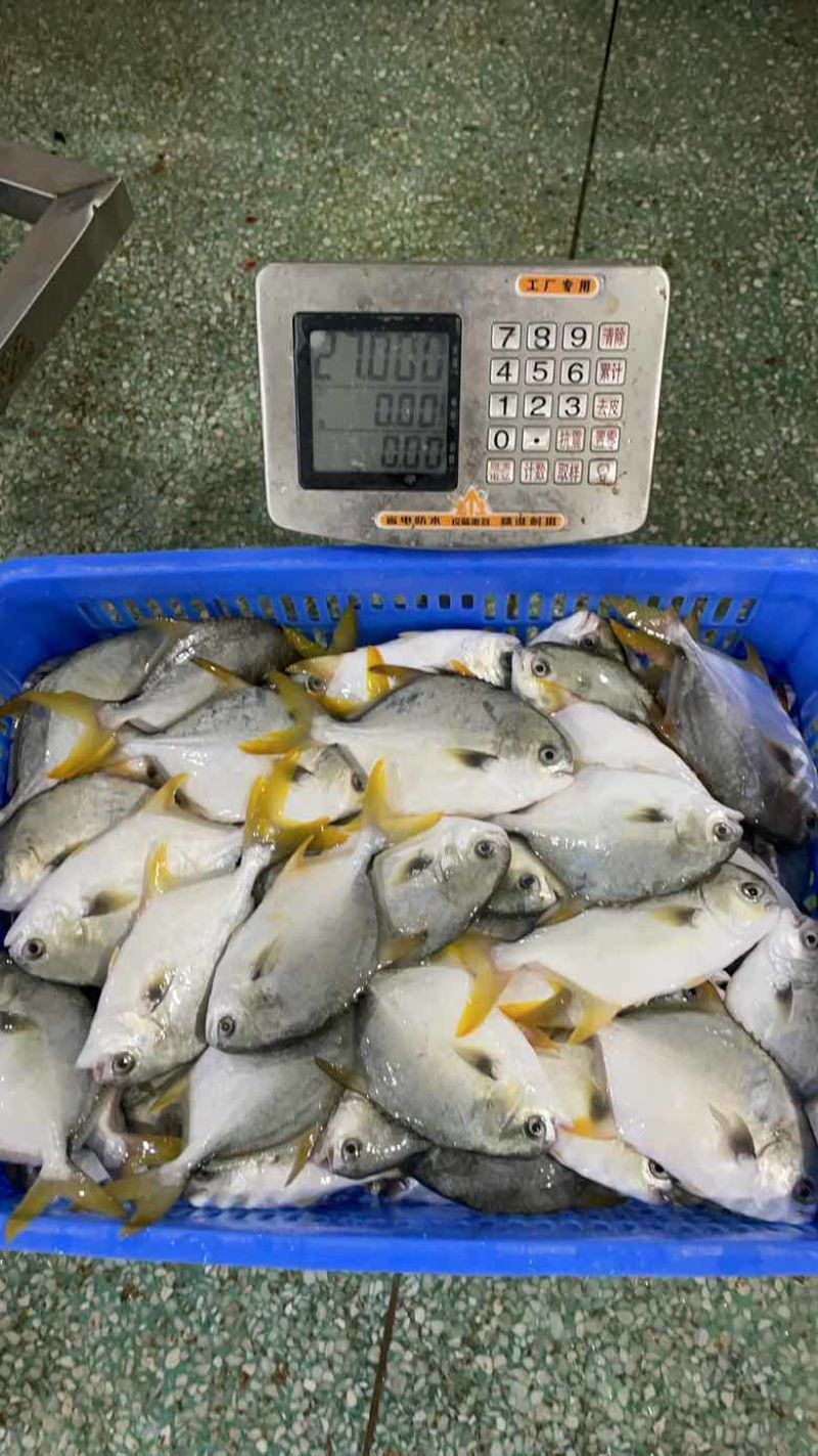 鲜品金鲳鱼，全规格哈