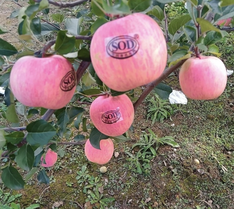灵宝苹果