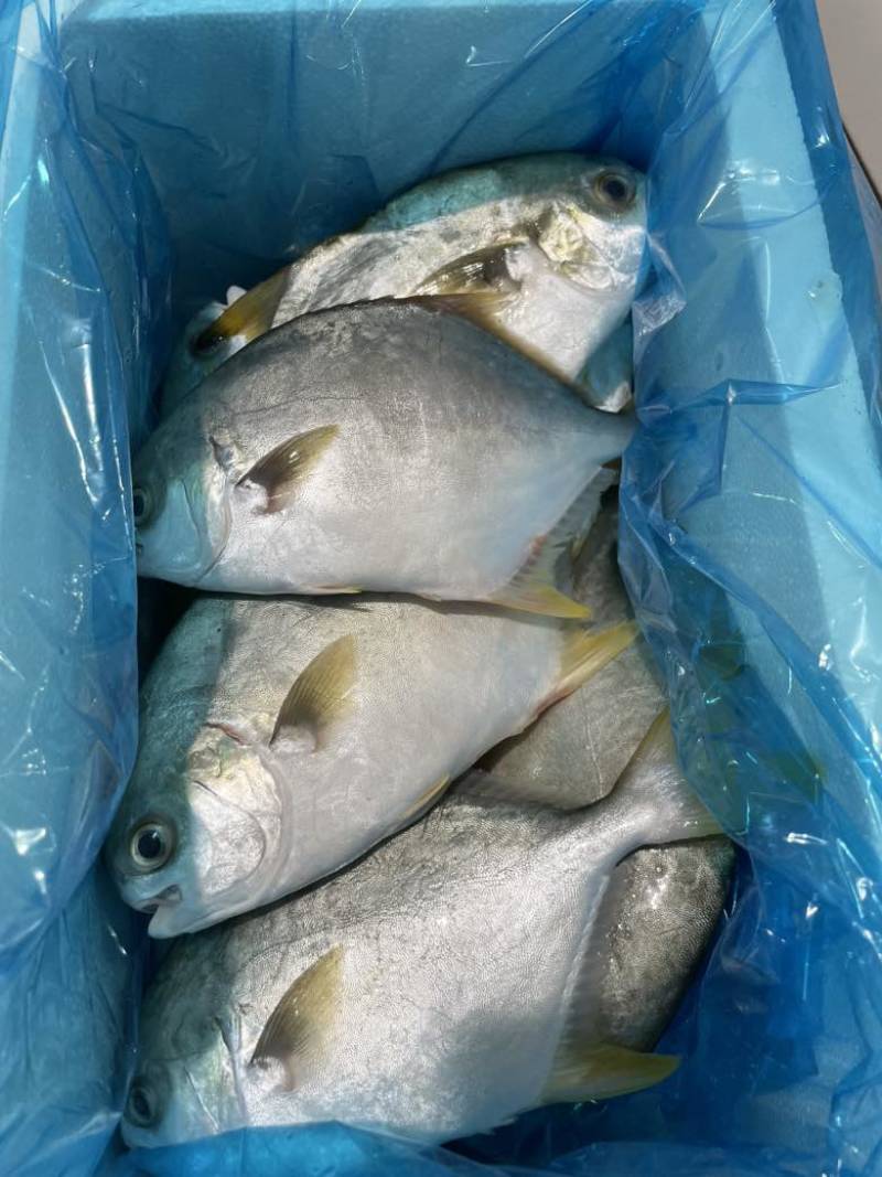 鲜品金鲳鱼，全规格哈