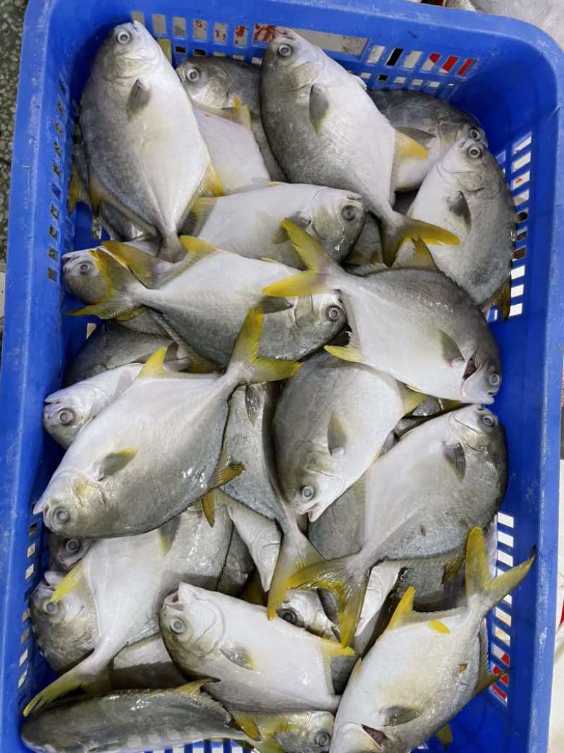 鲜品金鲳鱼，全规格哈