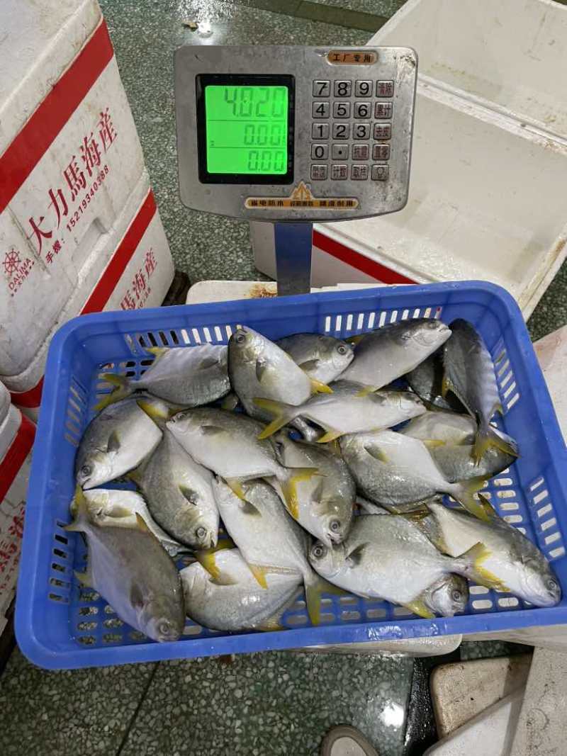 鲜品金鲳鱼，全规格哈
