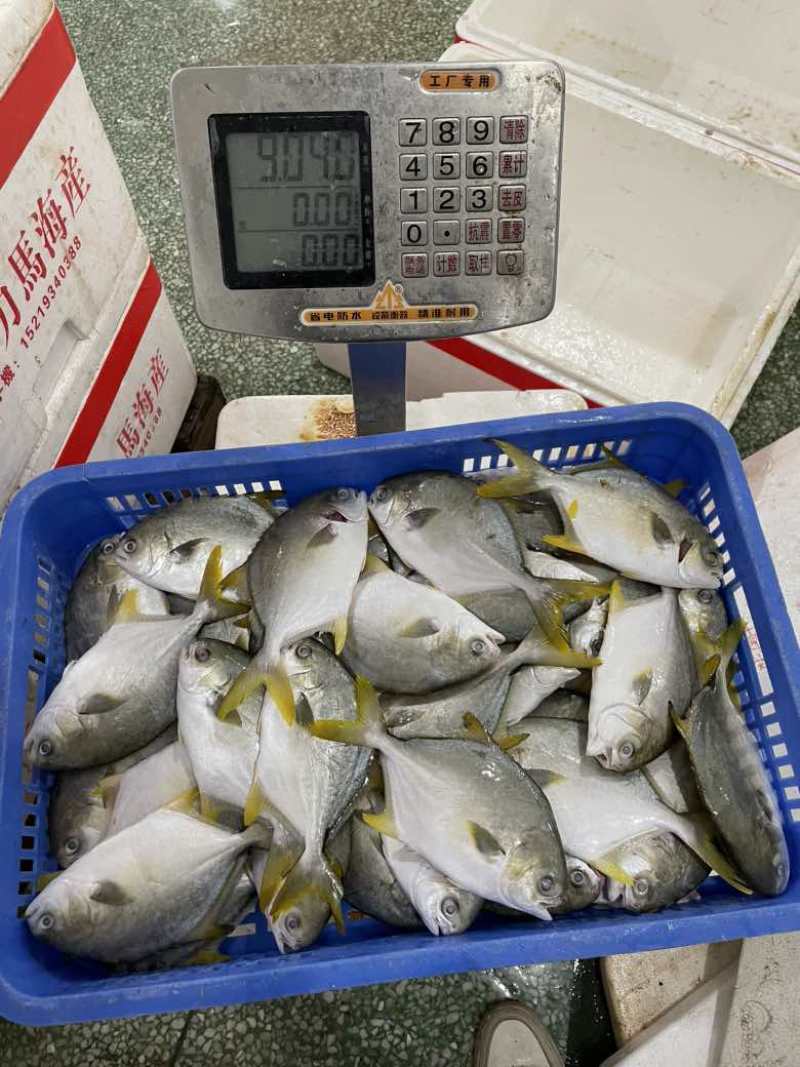 鲜品金鲳鱼，全规格哈