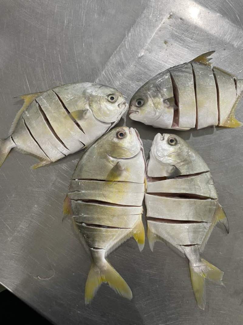 鲜品金鲳鱼，全规格哈