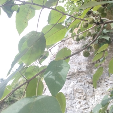 构树叶，构树果，构树片