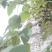 构树叶，构树果，构树片
