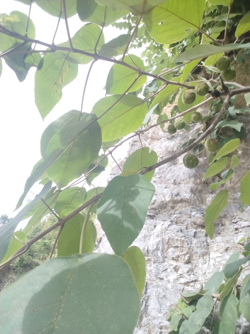 构树叶，构树果，构树片