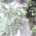 构树叶，构树果，构树片