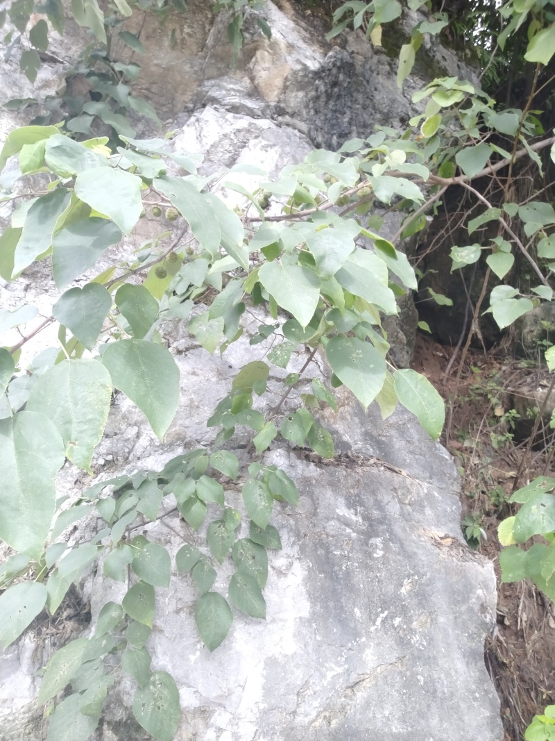 构树叶，构树果，构树片