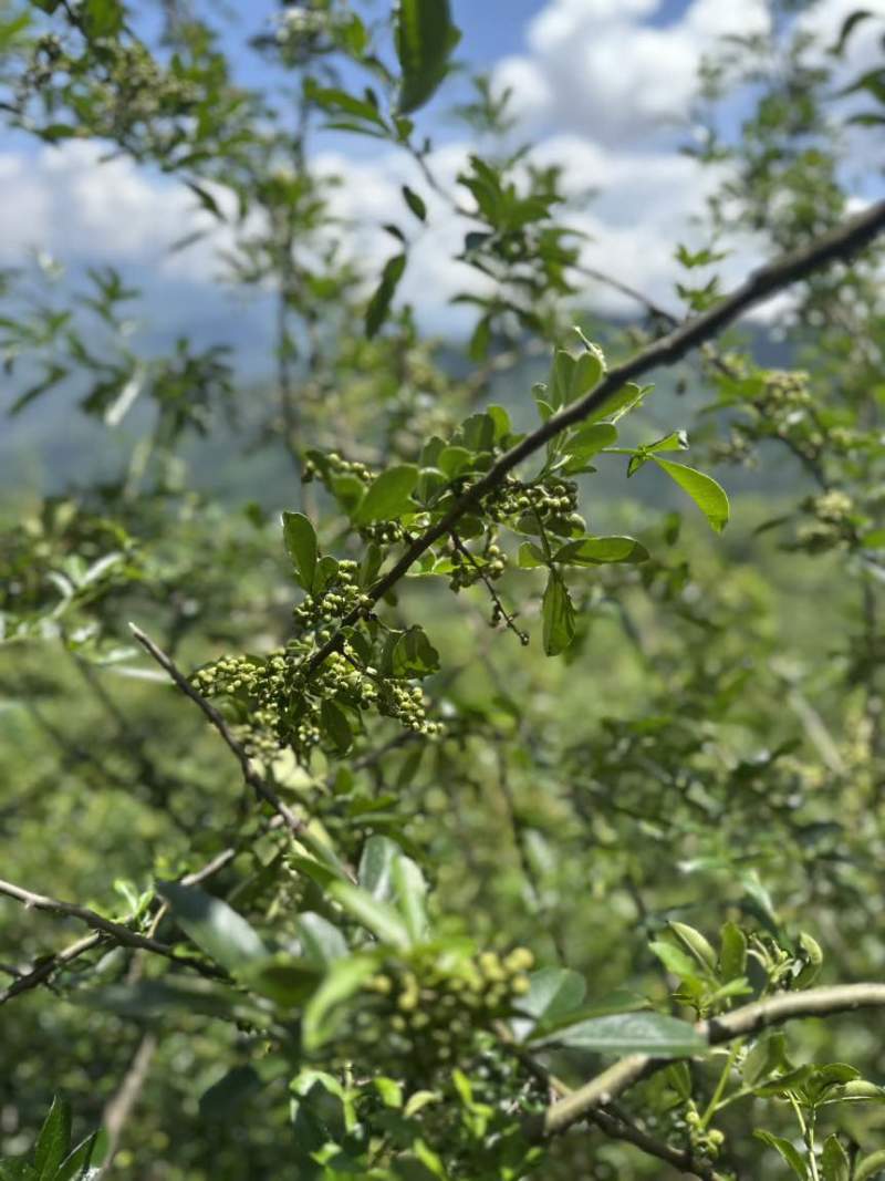 大凉山青花椒有意者联系***********
