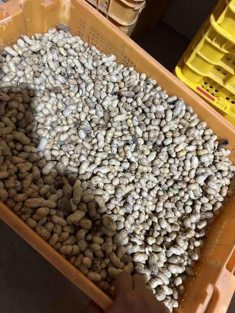 榨油养殖饲料次品嫩米花生油料花生养殖场饲料花生干花生