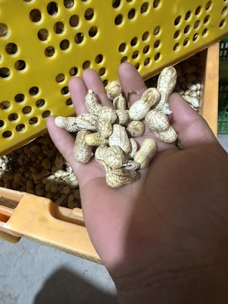 榨油养殖饲料次品嫩米花生油料花生养殖场饲料花生干花生
