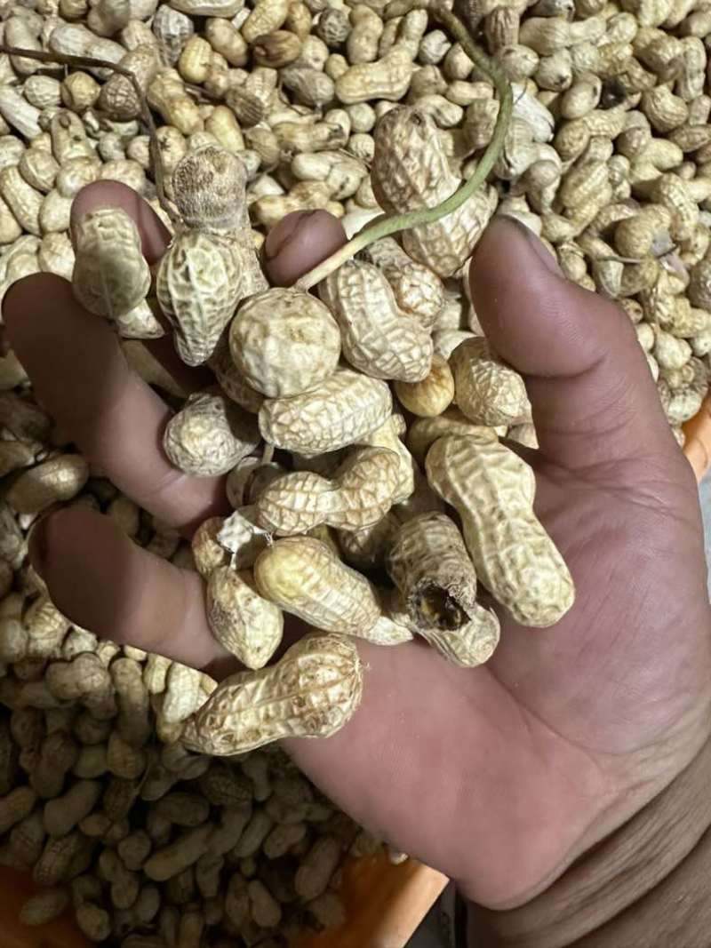 榨油养殖饲料次品嫩米花生油料花生养殖场饲料花生干花生