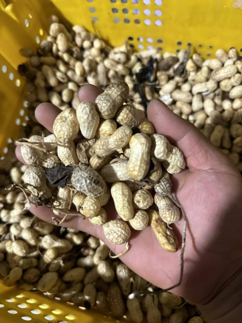 榨油养殖饲料次品嫩米花生油料花生养殖场饲料花生干花生