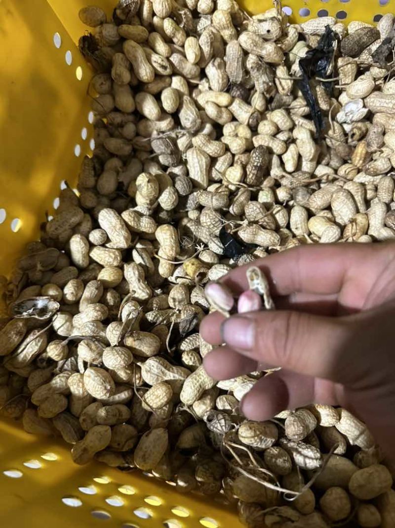 榨油养殖饲料次品嫩米花生油料花生养殖场饲料花生干花生