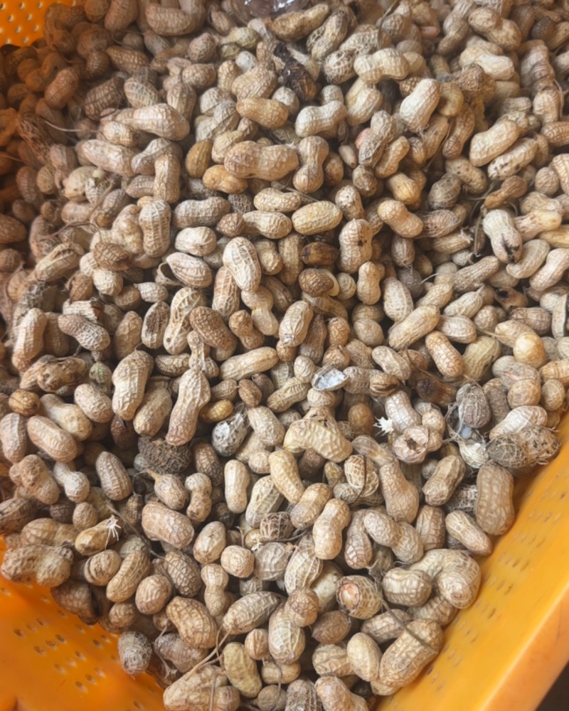 榨油养殖饲料次品嫩米花生油料花生养殖场饲料花生干花生