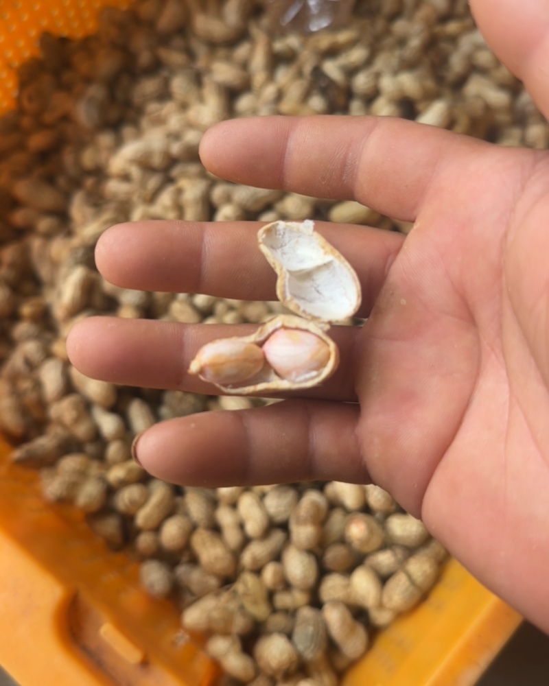 榨油养殖饲料次品嫩米花生油料花生养殖场饲料花生干花生