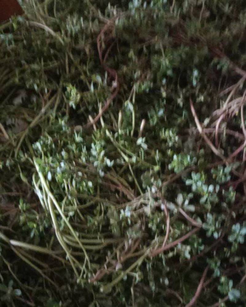 马齿苋