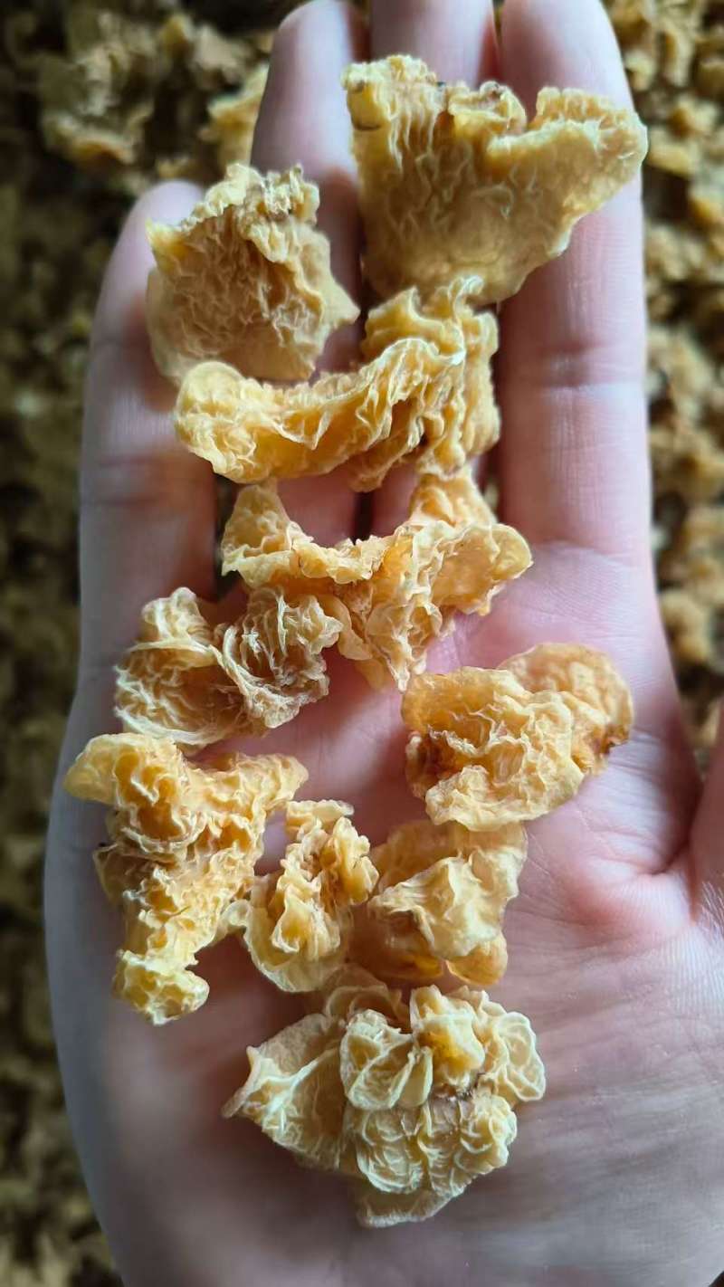 小碗羊肚耳◆**供应有现货欢迎咨询