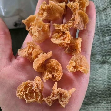 小碗羊肚耳◆**供应有现货欢迎咨询
