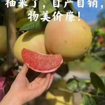 梅县蜜柚