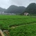 西洋菜