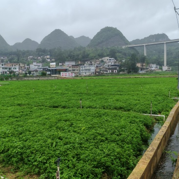 西洋菜