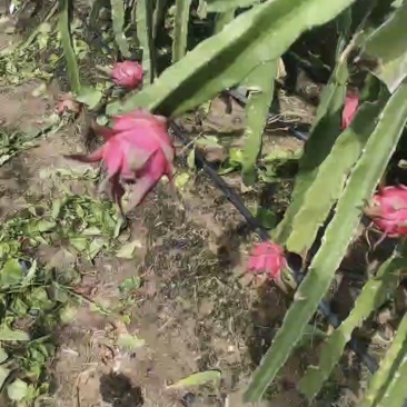 火龙果