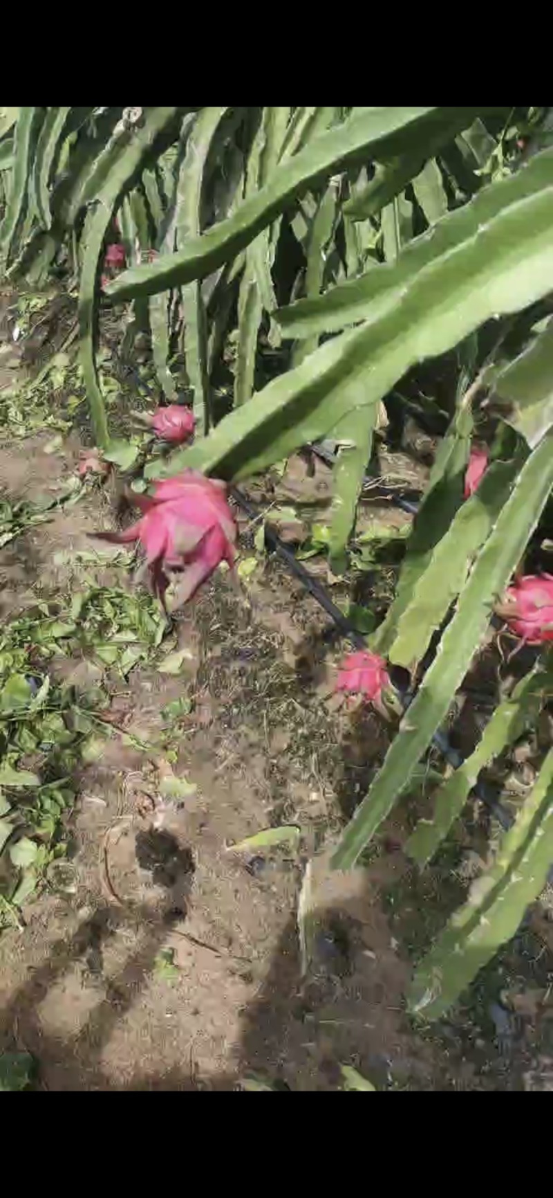 火龙果