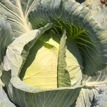 奥奇娜扁包