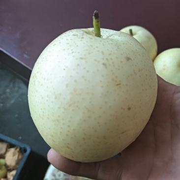 保鲜库黄冠梨