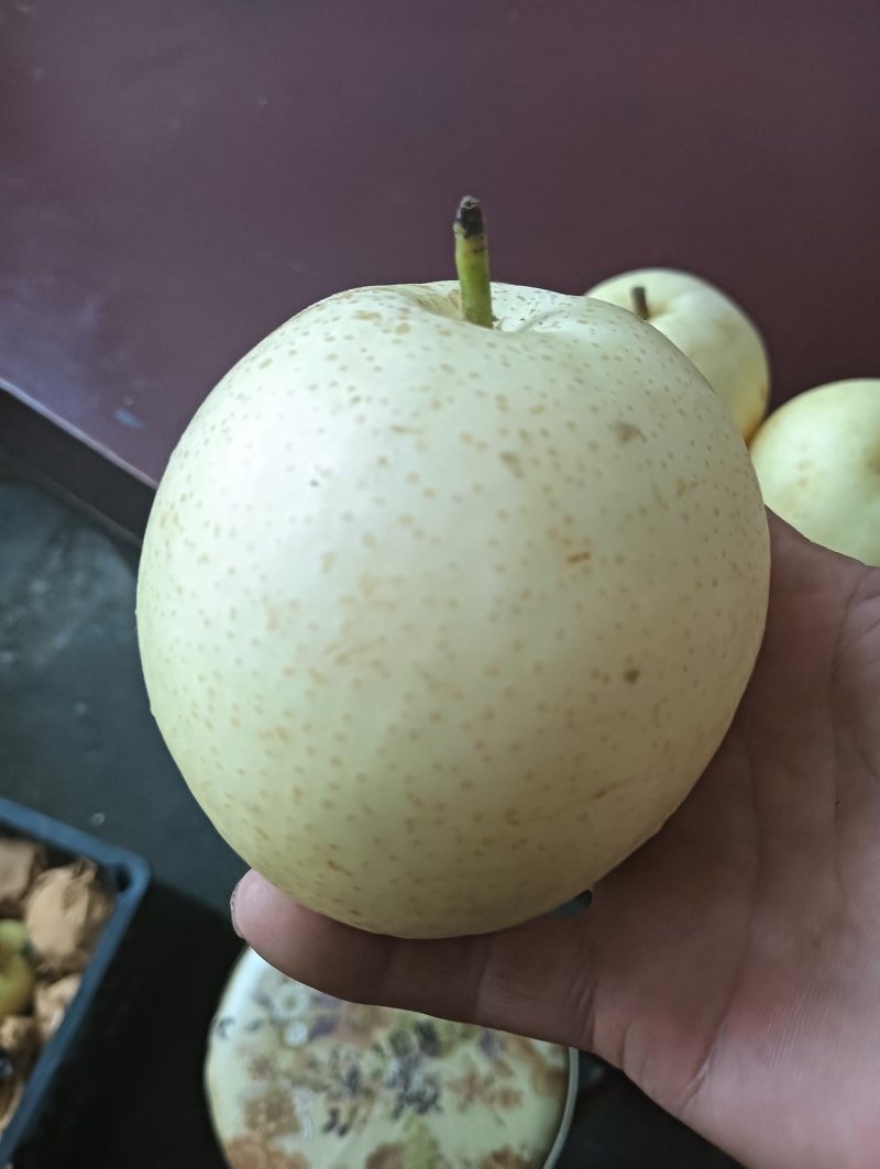 保鲜库黄冠梨