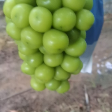 阳光玫瑰葡萄