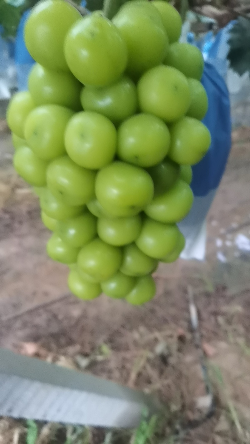 阳光玫瑰葡萄