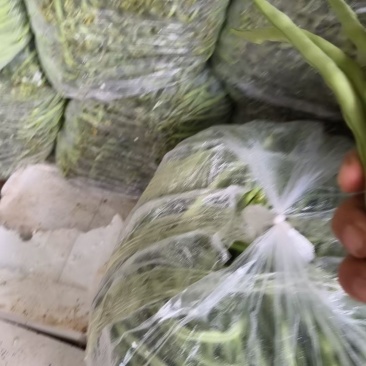 精品四季豆
