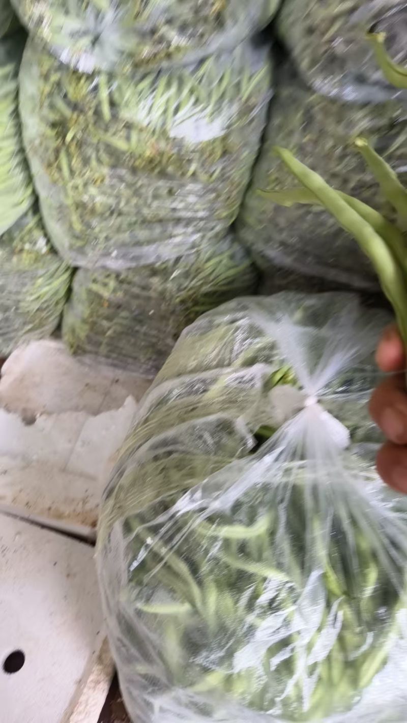 精品四季豆