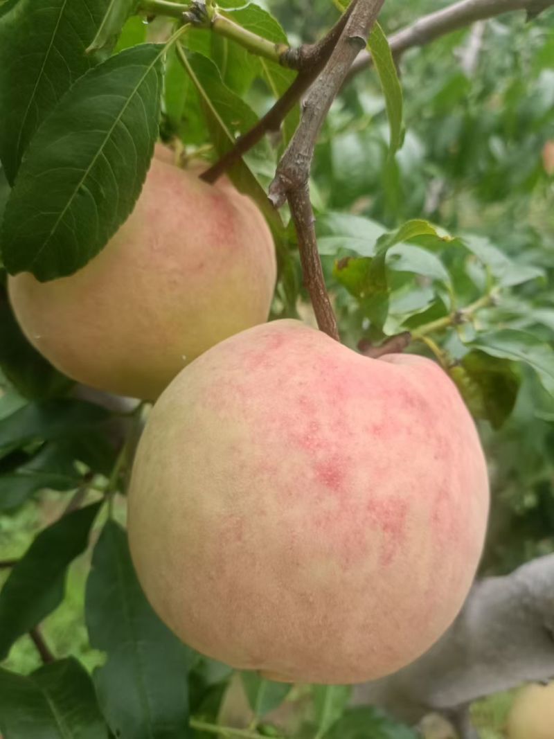 【实力】中秋蜜毛桃离核毛桃大量有货