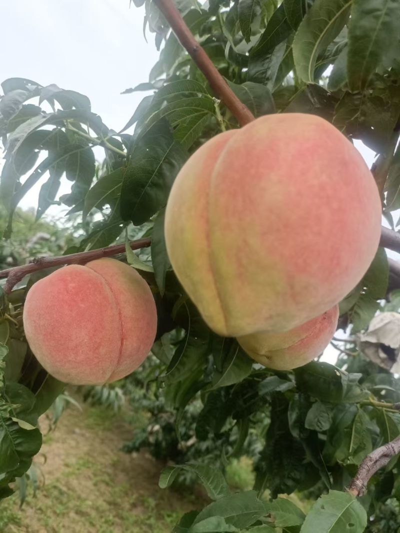 【实力】中秋蜜毛桃离核毛桃大量有货