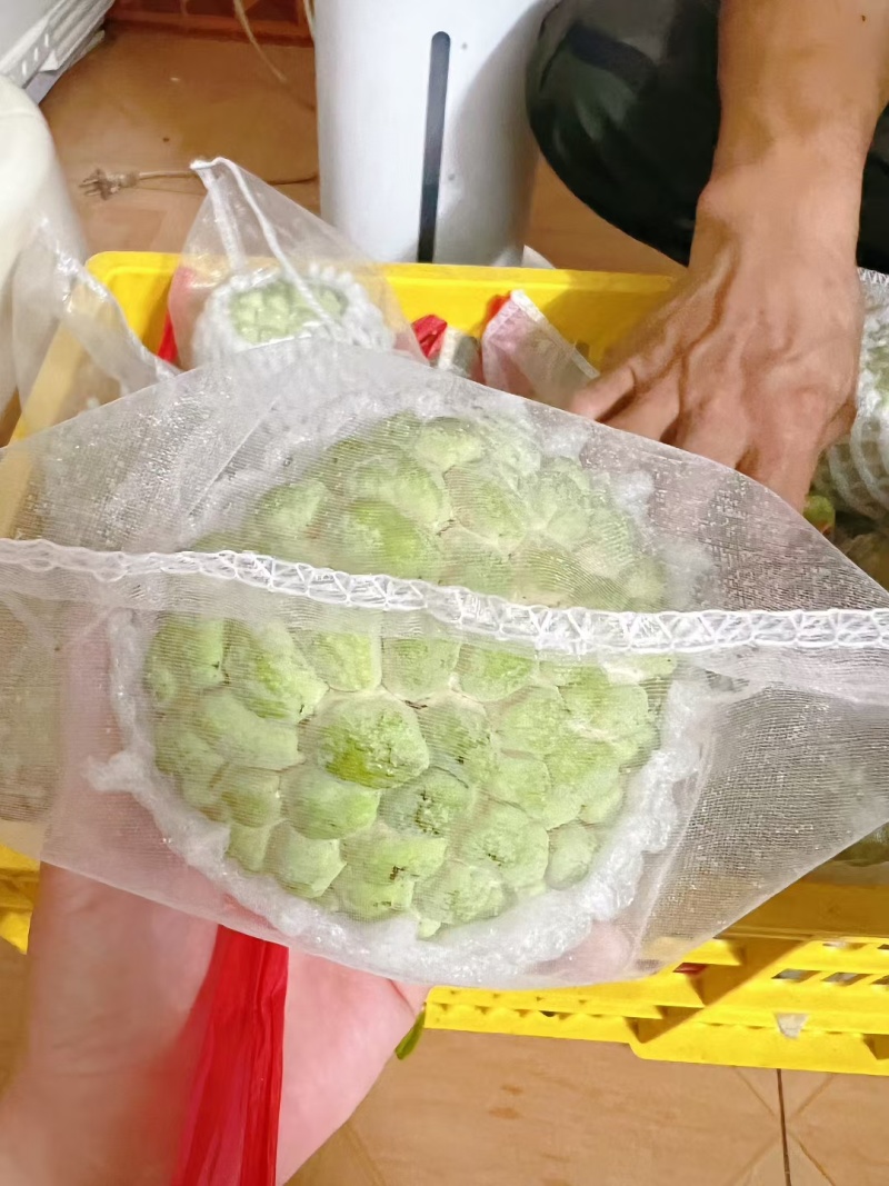 释迦果