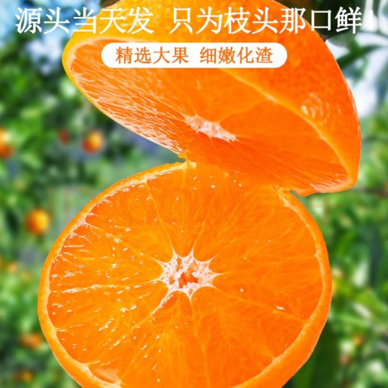 四川爱媛38号果冻橙细皮整车批发一件代发