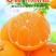 四川爱媛38号果冻橙细皮整车批发一件代发